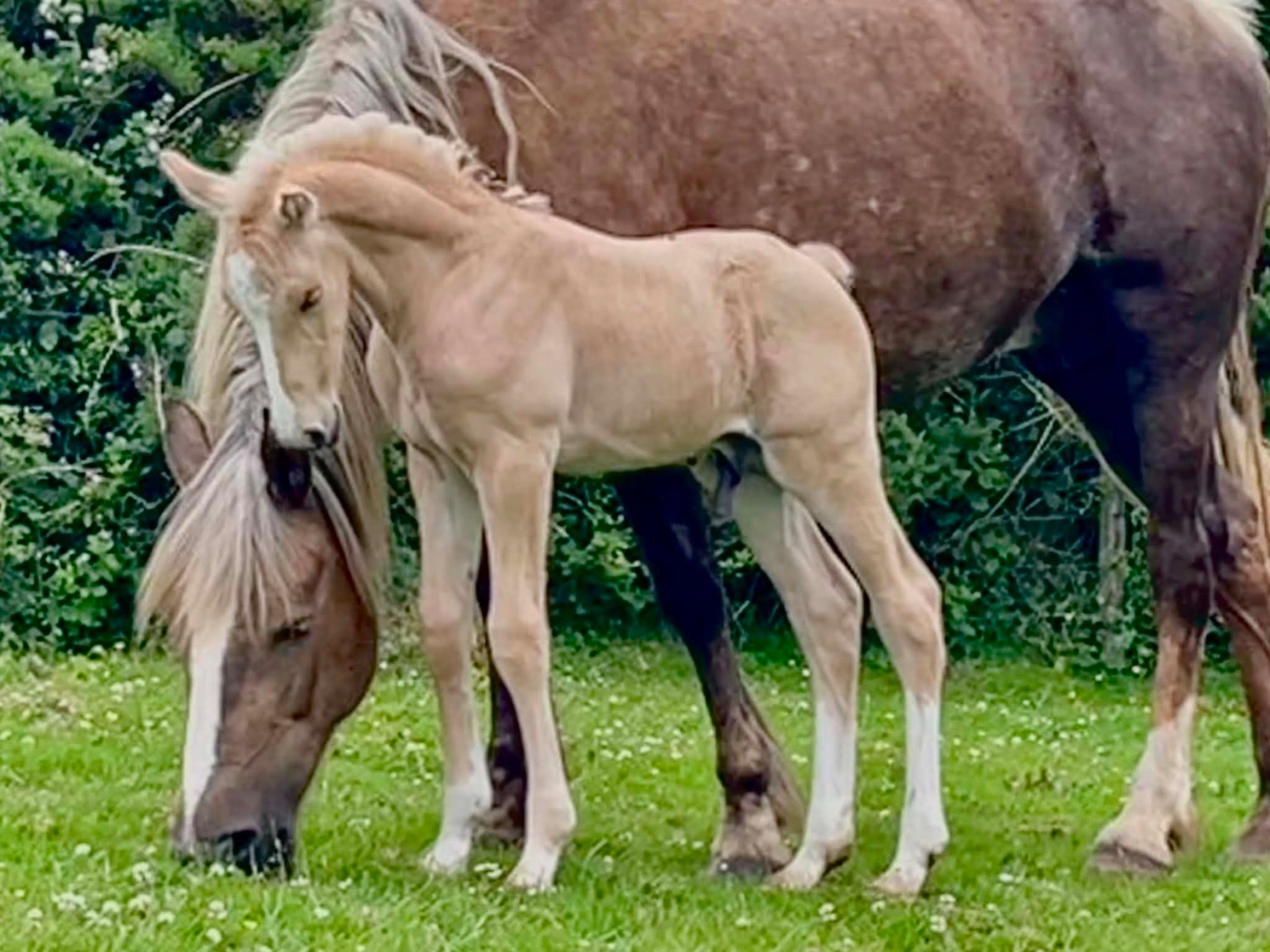 "Bartonhill Life On Mars" Palomino Colt Youngstock / Foal - Horses in Bude