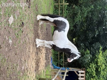 "William " Piebald Gelding Cob/Heavy Horse
