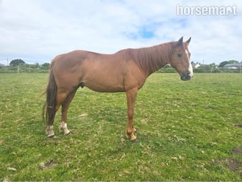 "Justin" Chestnut Gelding All Rounder
