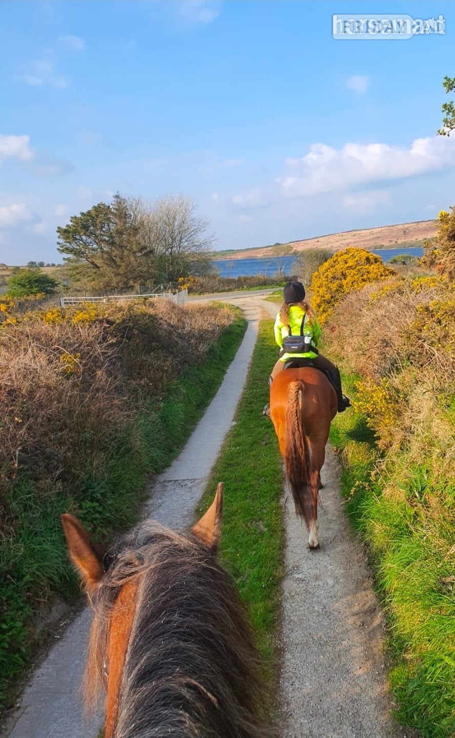 "Justin" Chestnut Gelding All Rounder - Horses in Carn Brea
