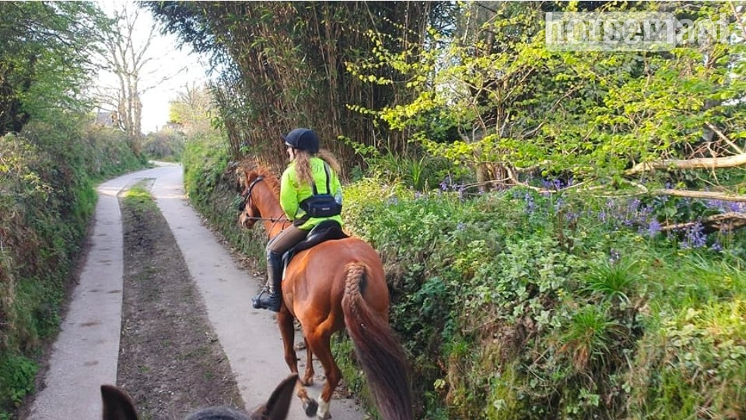 "Justin" Chestnut Gelding All Rounder - Horses