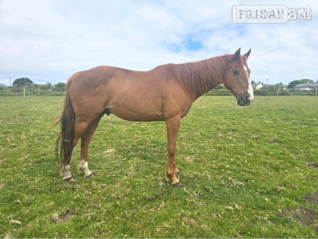 "Justin" Chestnut Gelding All Rounder in Carn Brea