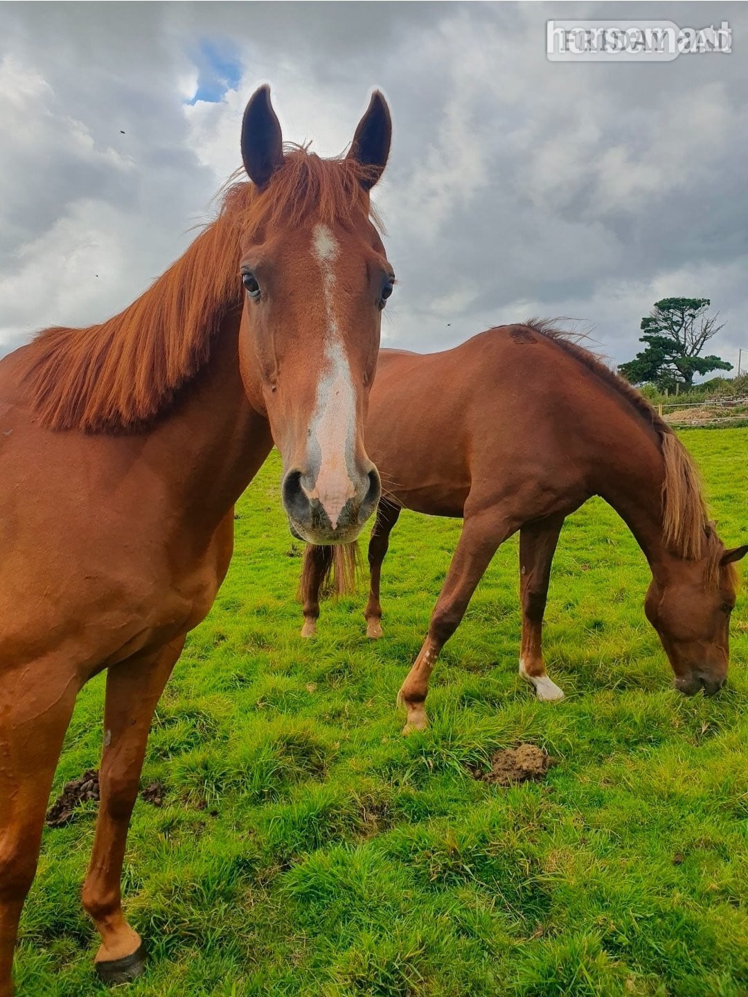 "Justin" Chestnut Gelding All Rounder