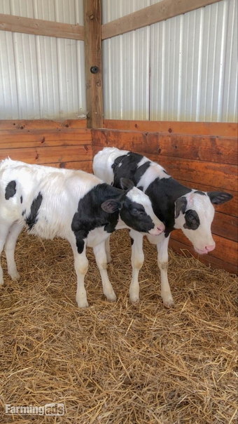     Quality Holstein Calves – Ready N
