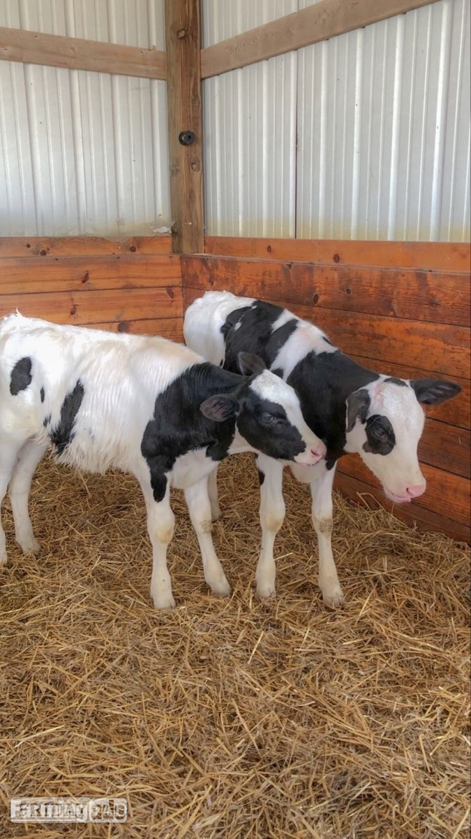     Quality Holstein Calves – Ready N in Abergarwed