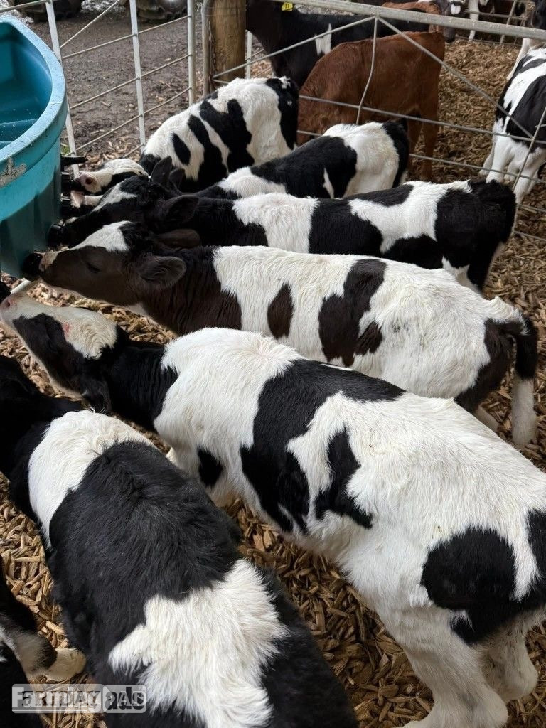     Quality Holstein Calves – Ready N