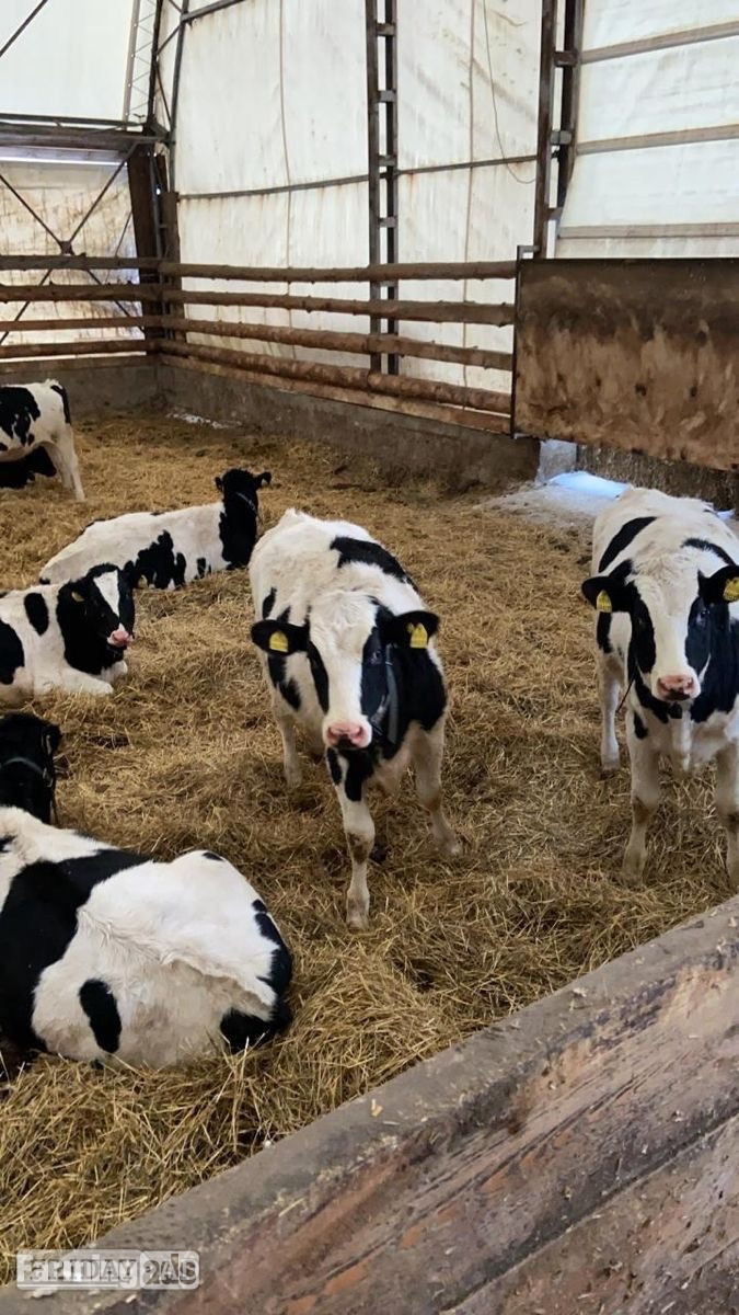 Abergarwed     Quality Holstein Calves – Ready N