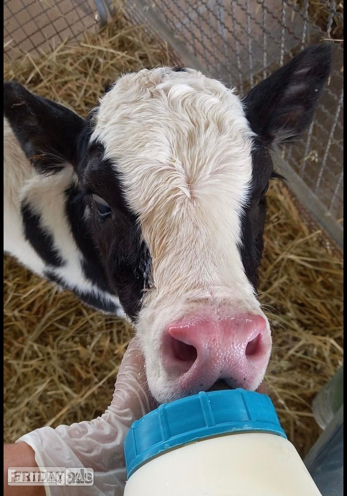     Quality Holstein Calves – Ready N - Livestock in Abergarwed