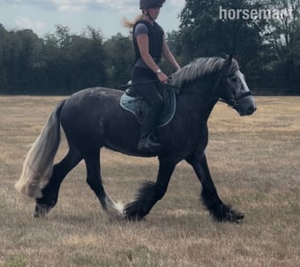 "Archie " Dapple Grey Gelding All Rounder