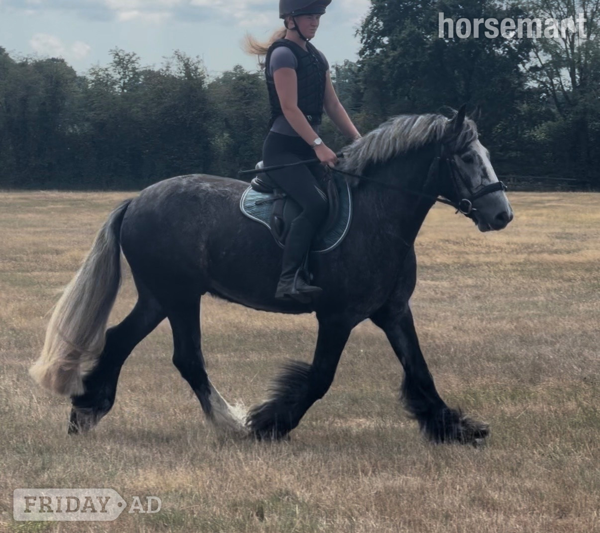 "Archie " Dapple Grey Gelding All Rounder in Bowers Gifford