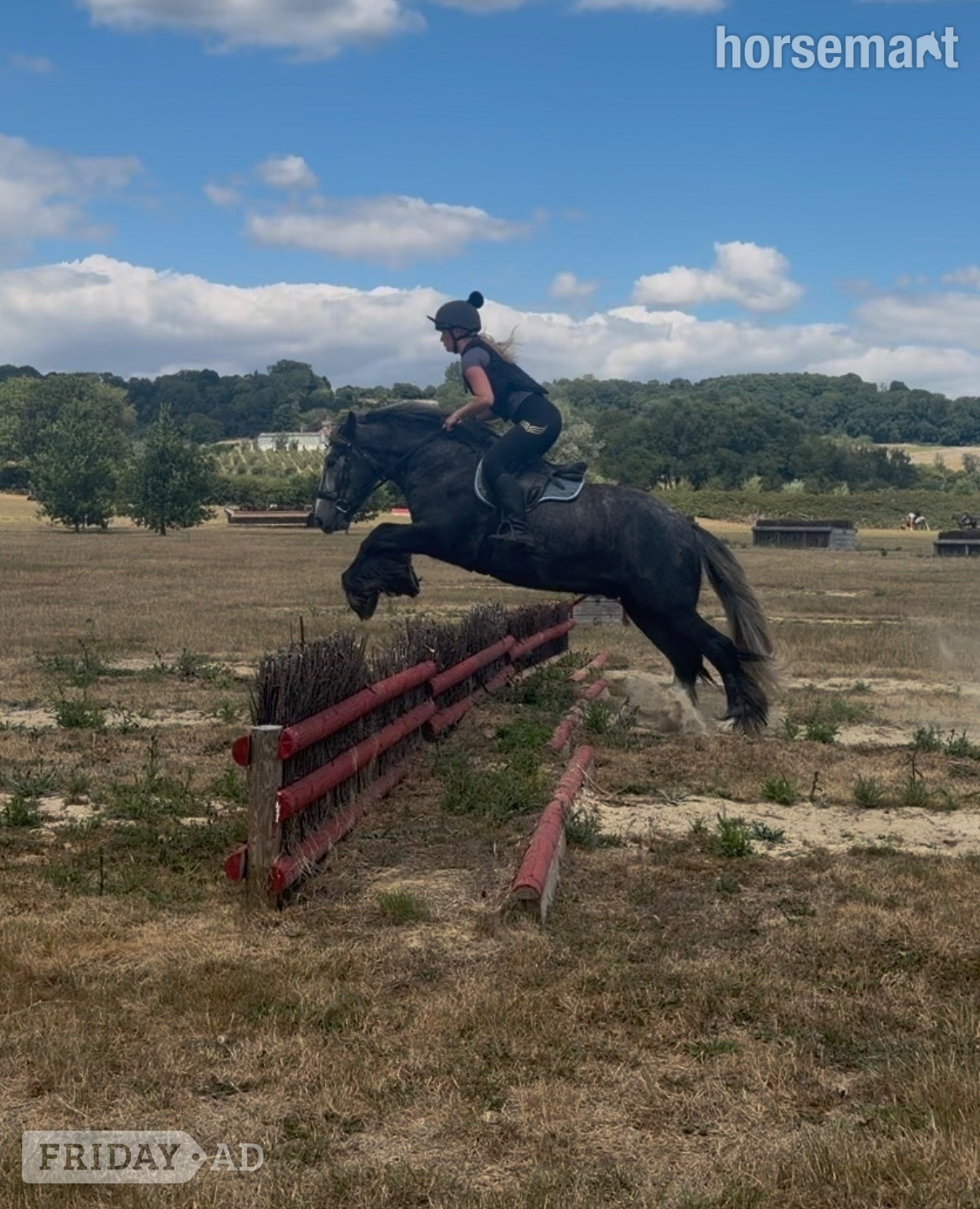 "Archie " Dapple Grey Gelding All Rounder
