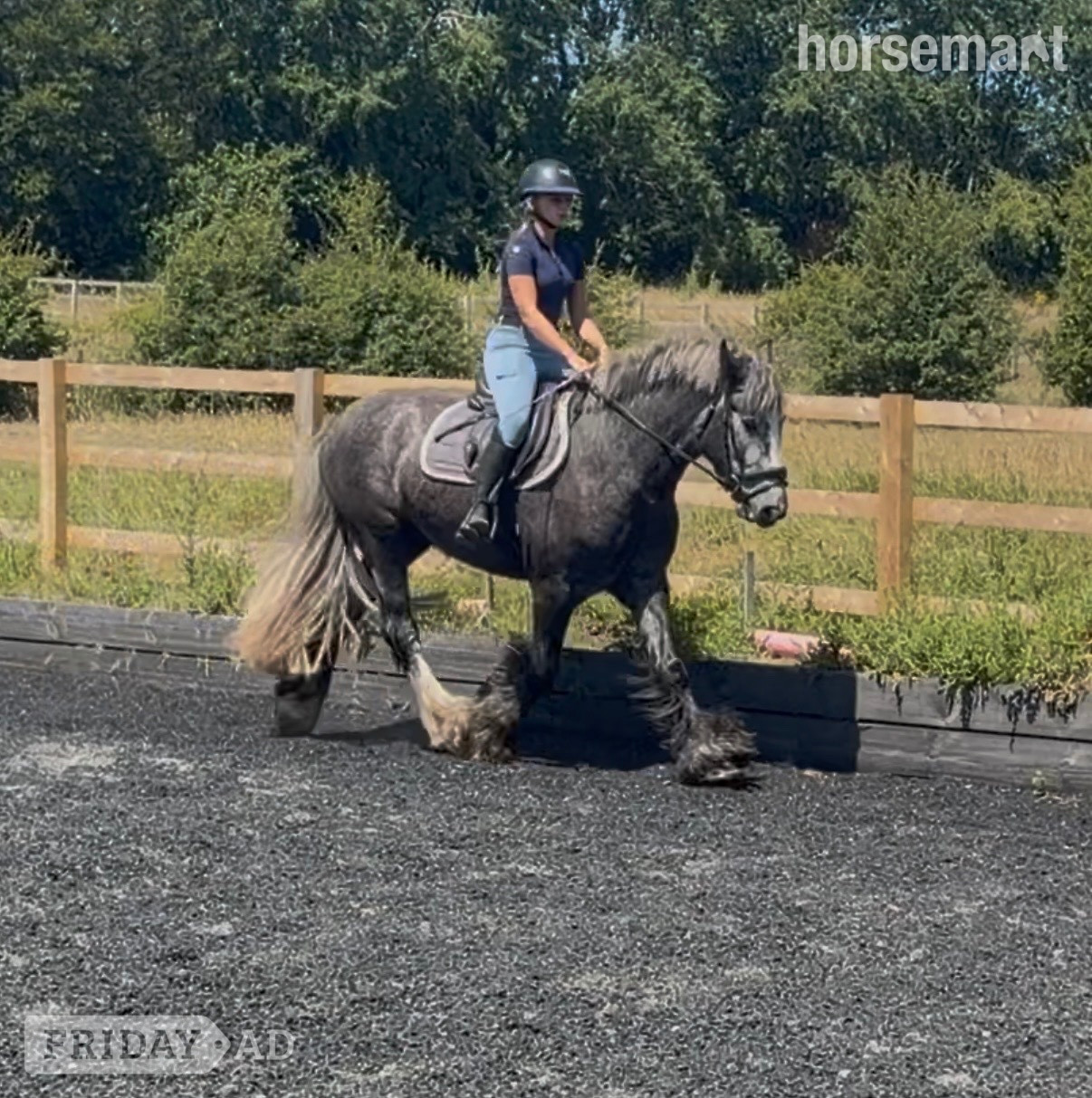 "Archie " Dapple Grey Gelding All Rounder - Horses in Bowers Gifford