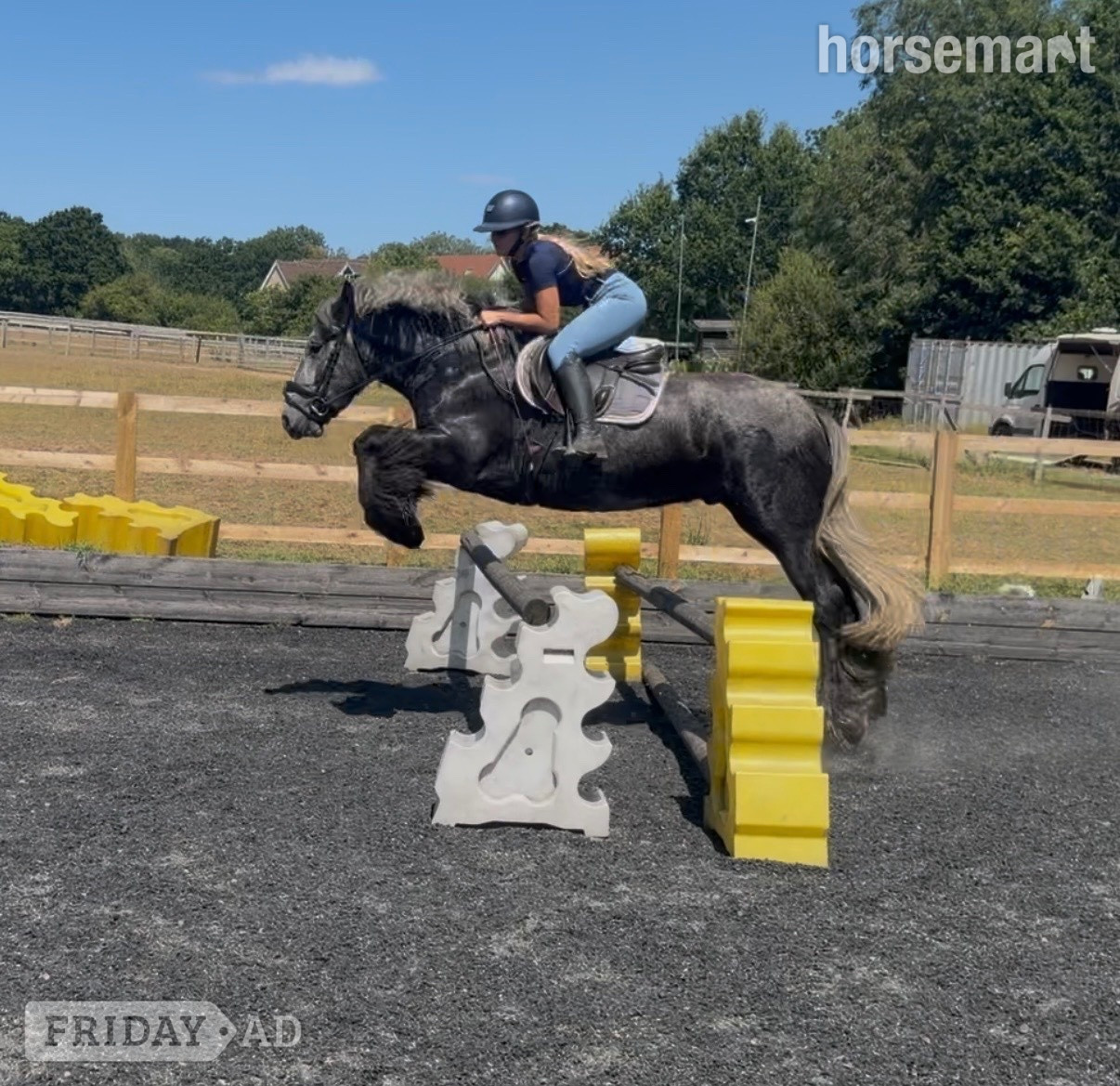 "Archie " Dapple Grey Gelding All Rounder - Horses