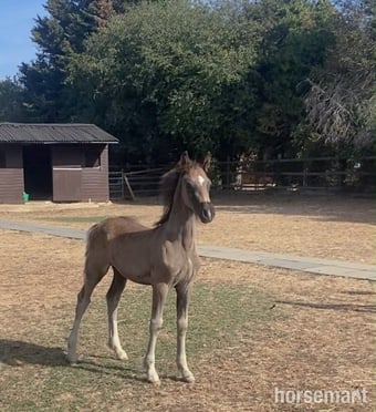 "Dorneyrows Black Jack " Black Colt Youngstock / Foal