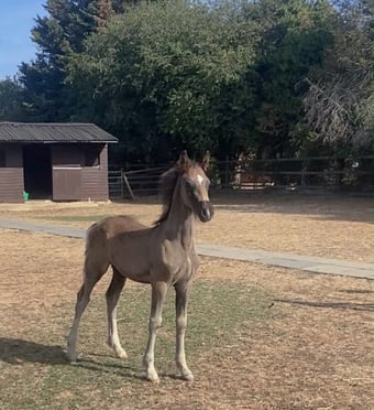 "Dorneyrows Black Jack " Black Colt Youngstock / Foal