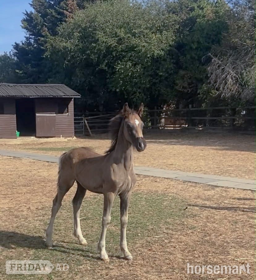 "Dorneyrows Black Jack " Black Colt Youngstock / Foal in Maidenhead