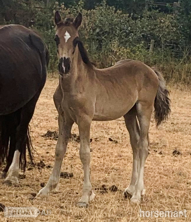 "Dorneyrows Black Jack " Black Colt Youngstock / Foal
