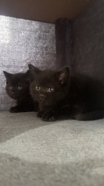 British shorthair x