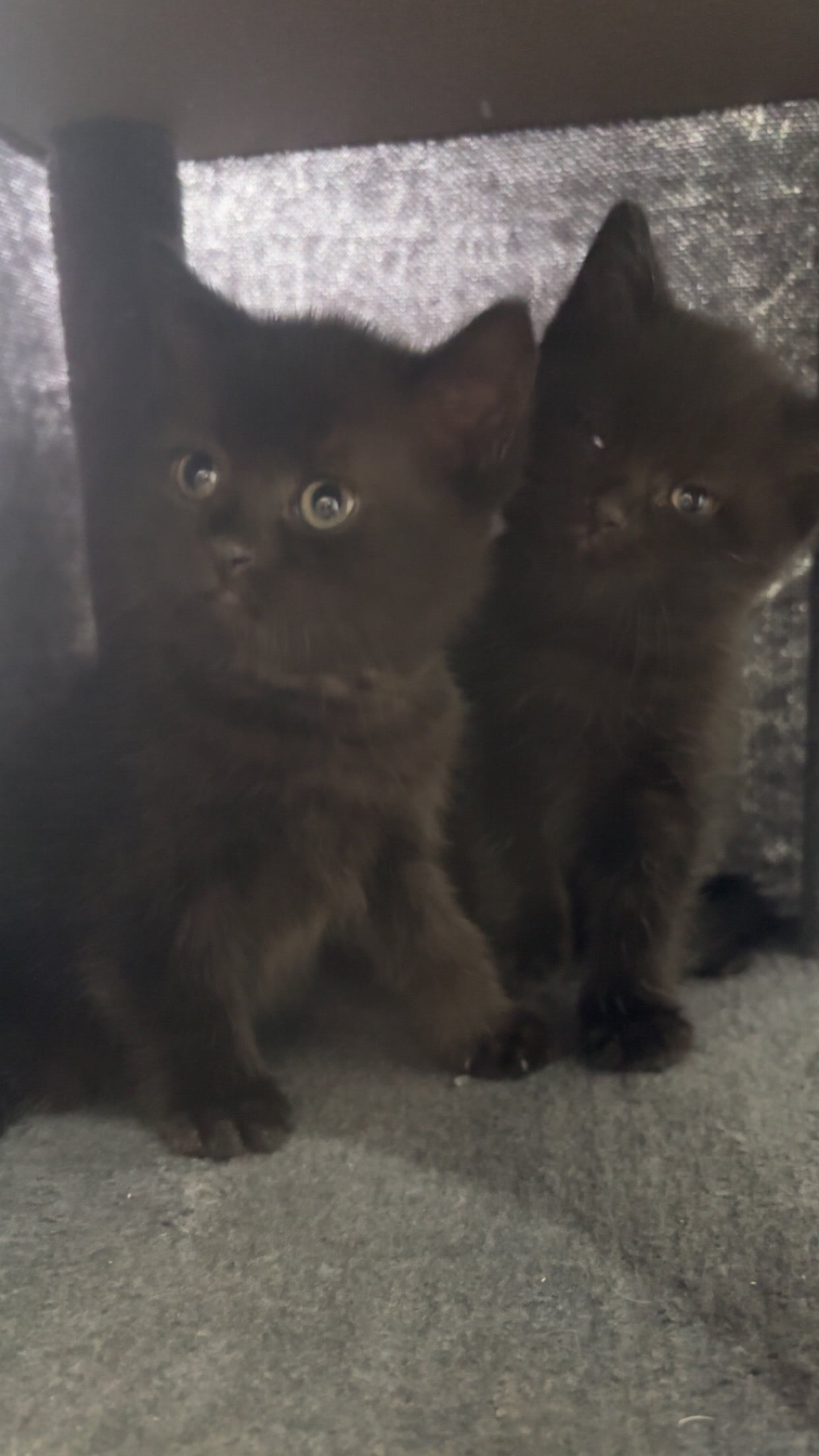 British shorthair x