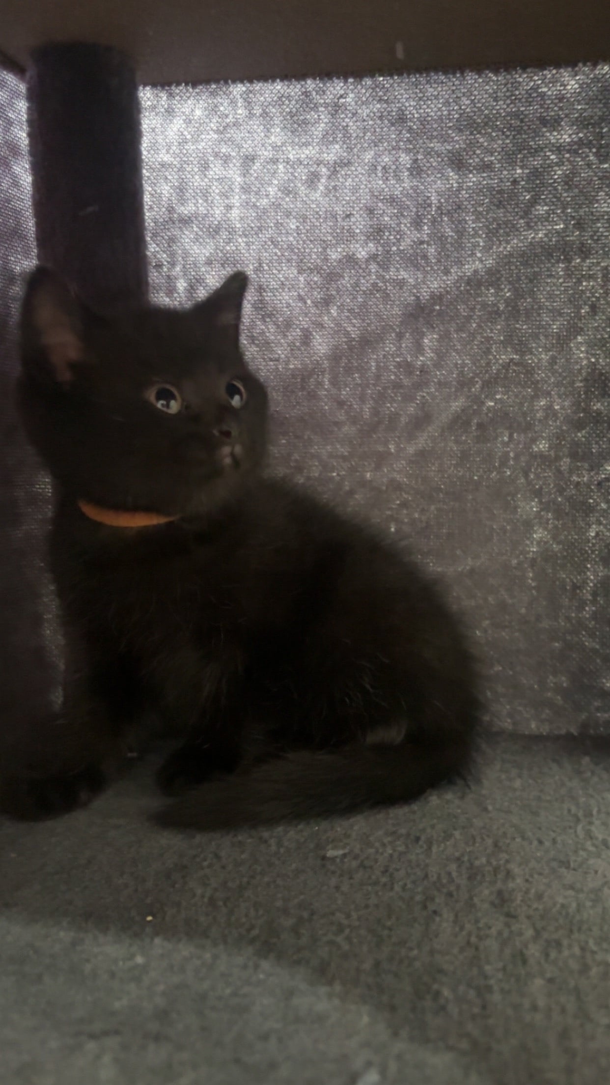 Manchester British shorthair x