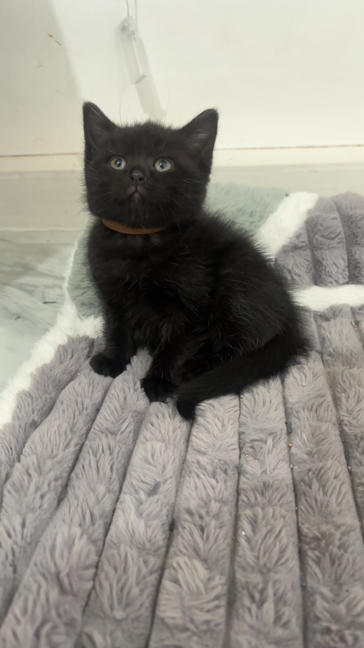 British shorthair x - Cats & Kittens in Manchester