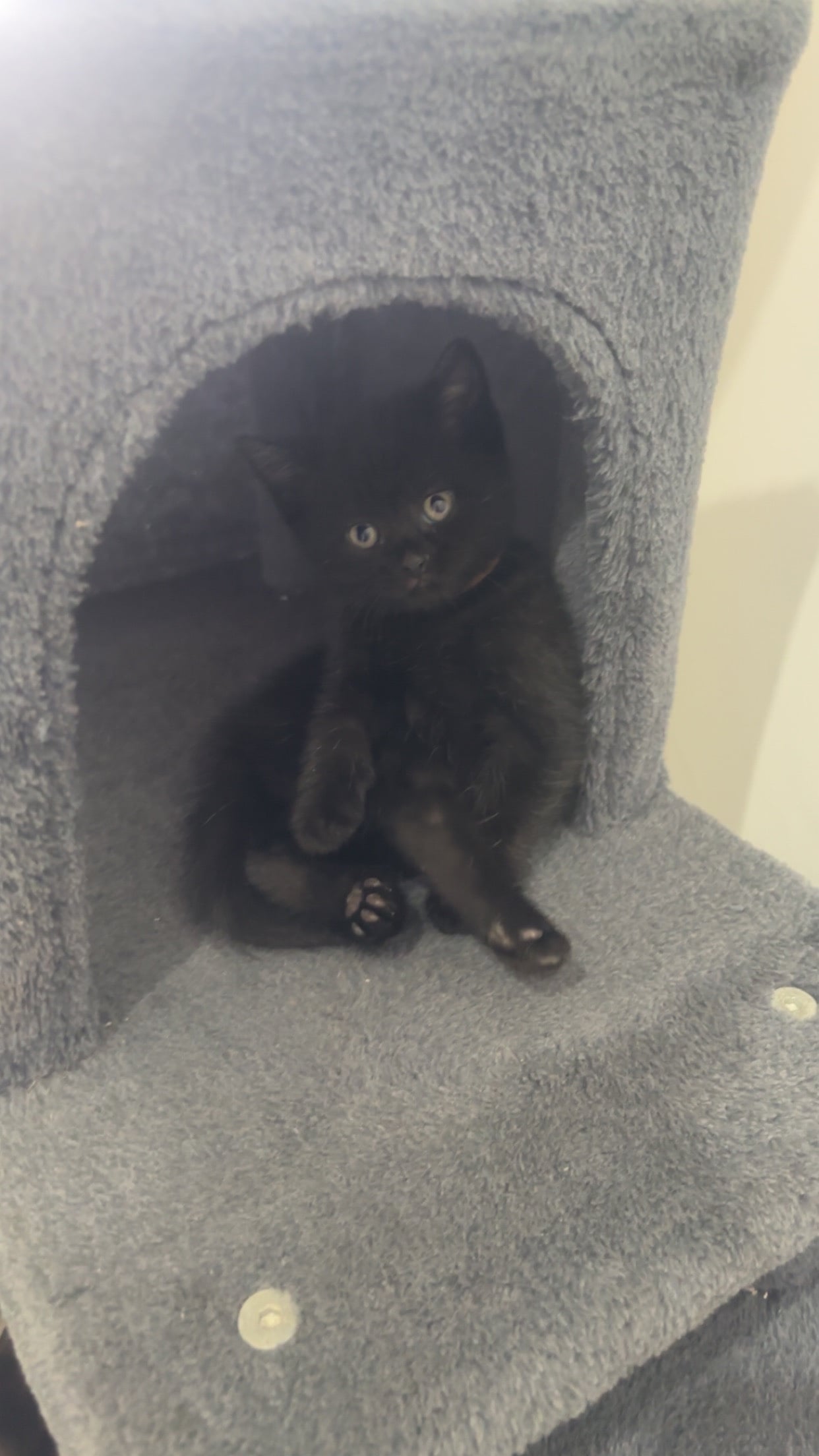 British shorthair x - Cats & Kittens