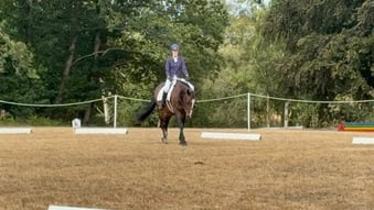 "Erna" Bay Mare All Rounder