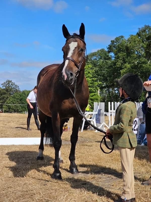 "Erna" Bay Mare All Rounder