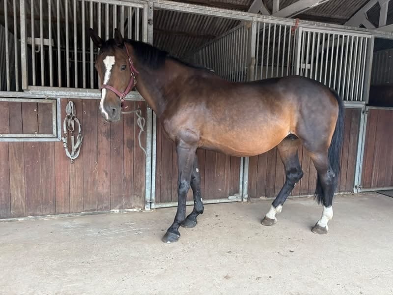 Chobham "Erna" Bay Mare All Rounder