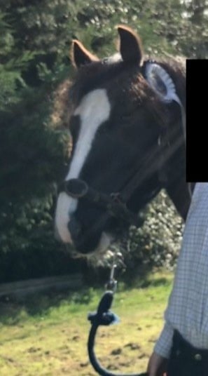 lead rein 11.1h gelding- Billingshurst