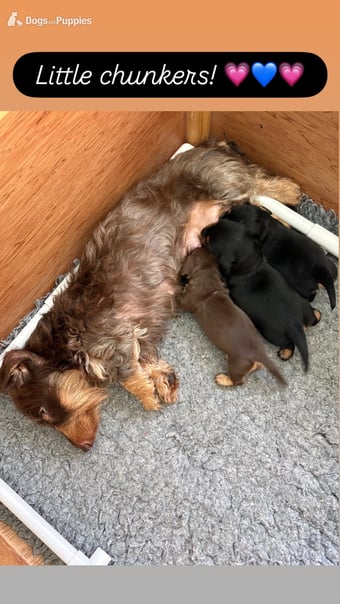 Stunning Miniature Silky Wire Haired Dachshunds