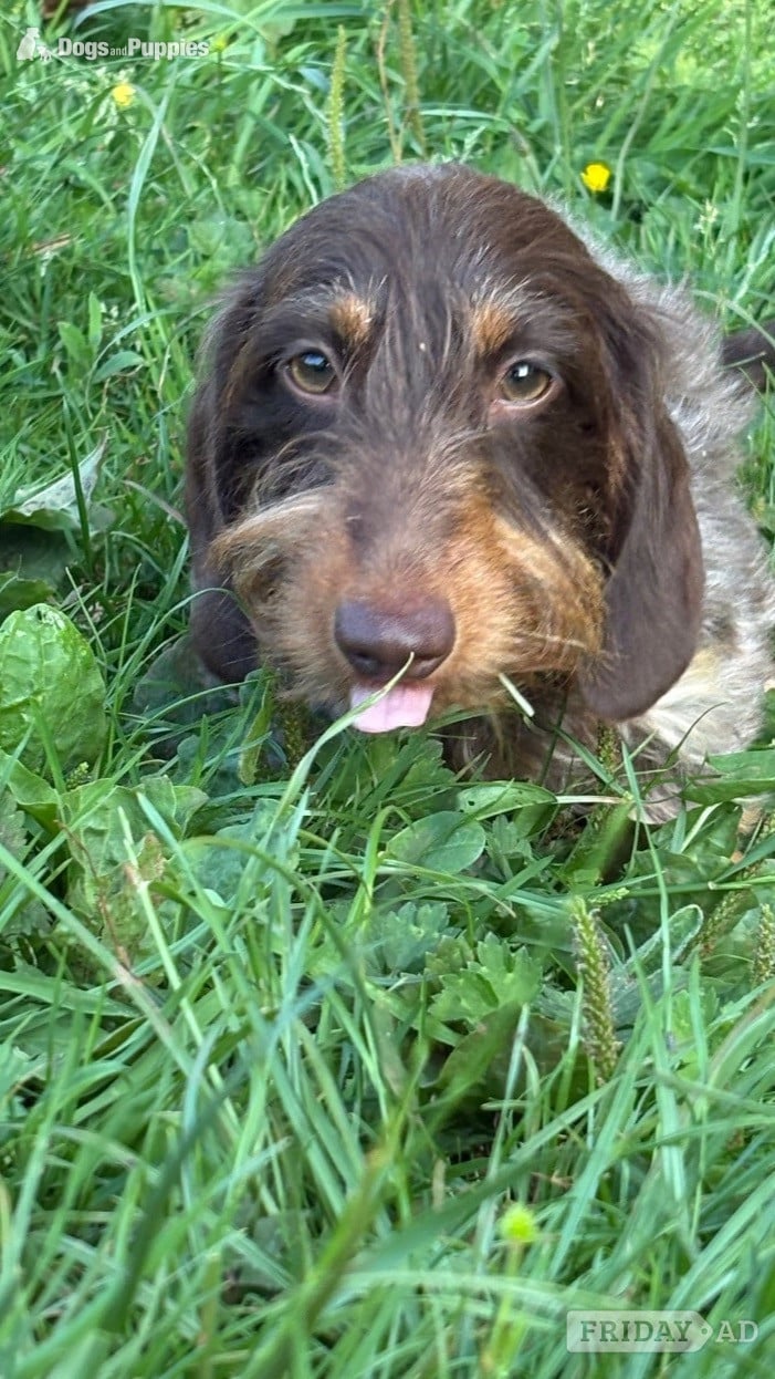 Stunning Miniature Silky Wire Haired Dachshunds x 2 Pups - Dogs & Puppies in Torquay