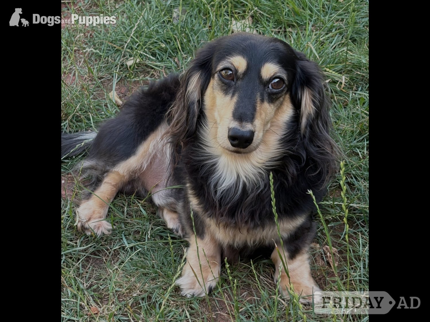 Stunning Miniature Silky Wire Haired Dachshunds x 2 Pups - Dogs & Puppies