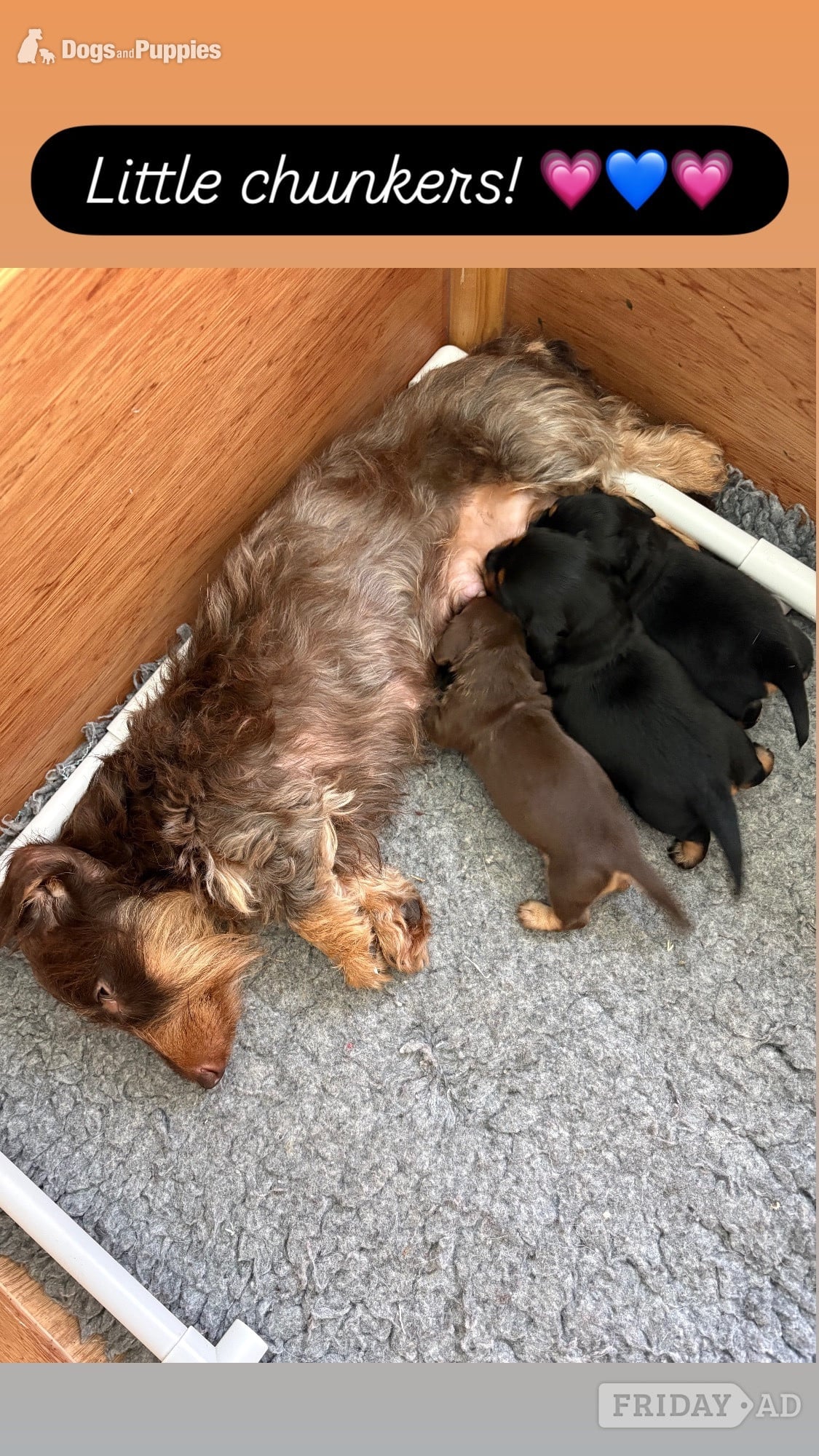 Stunning Miniature Silky Wire Haired Dachshunds in Torquay
