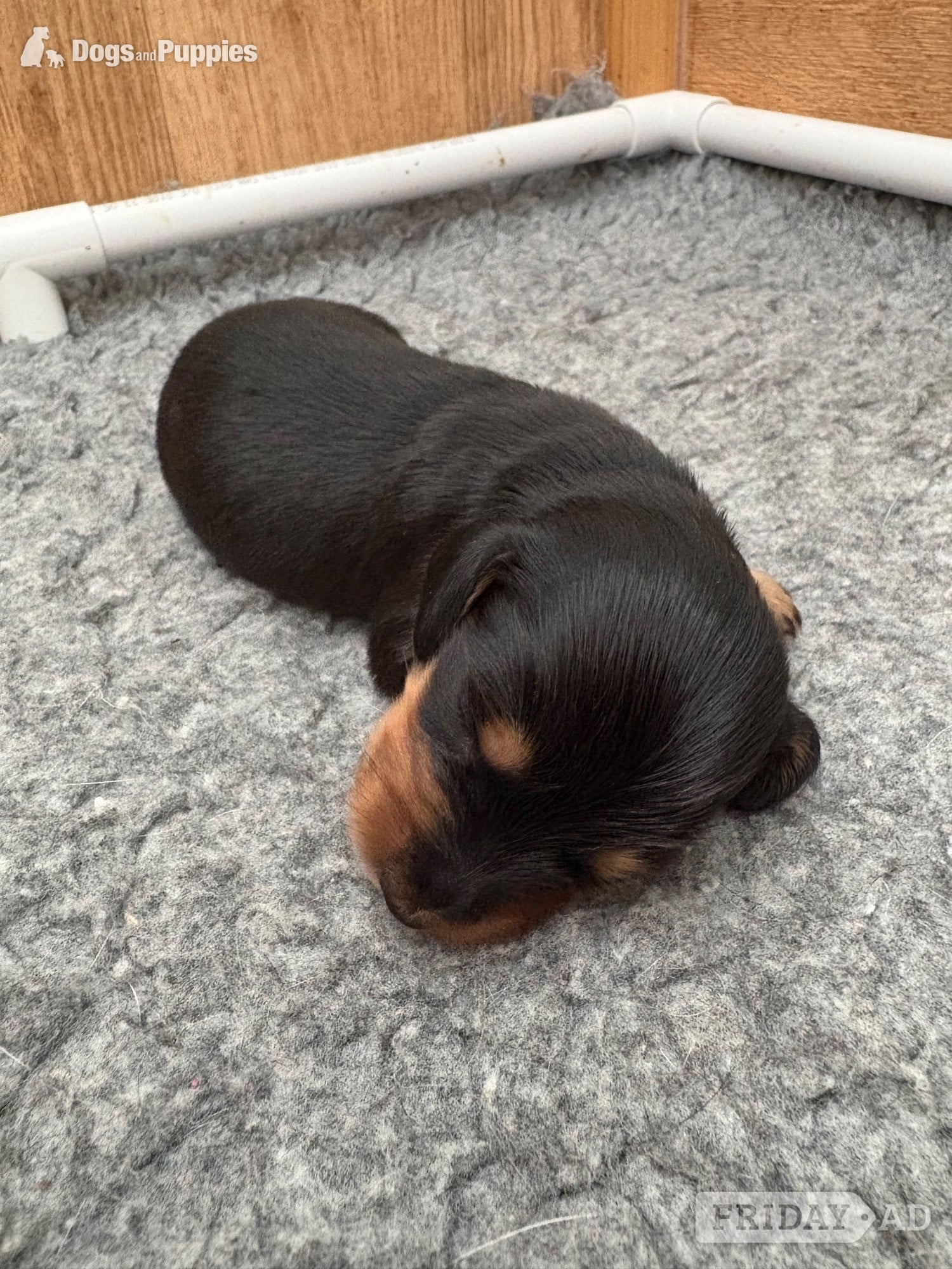 Stunning Miniature Silky Wire Haired Dachshunds