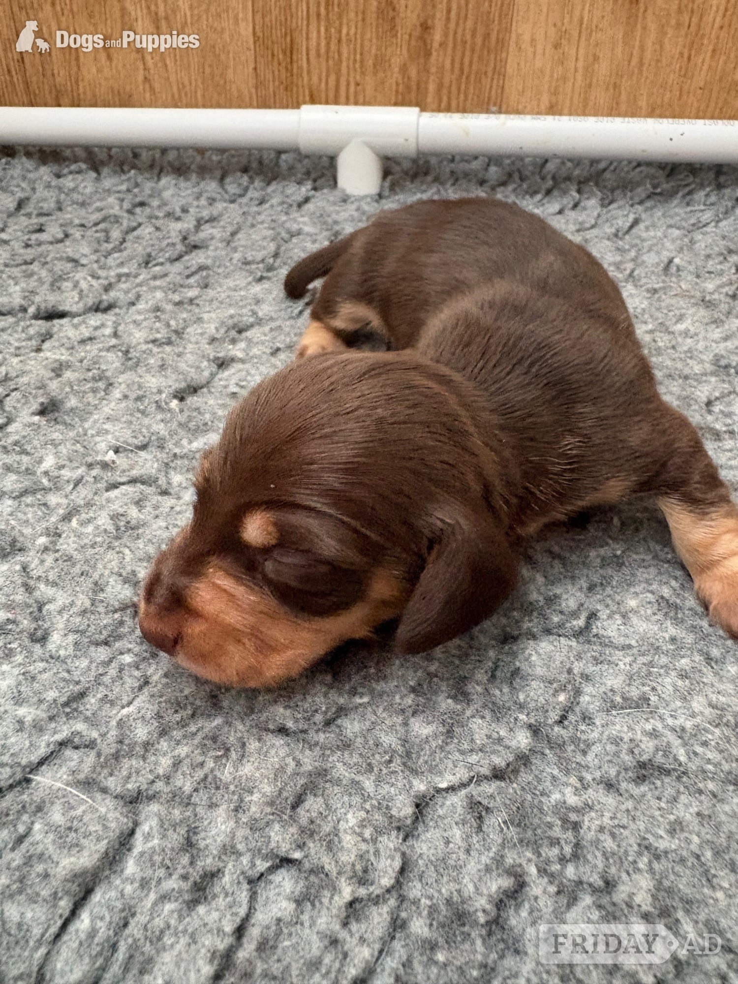 Torquay Stunning Miniature Silky Wire Haired Dachshunds