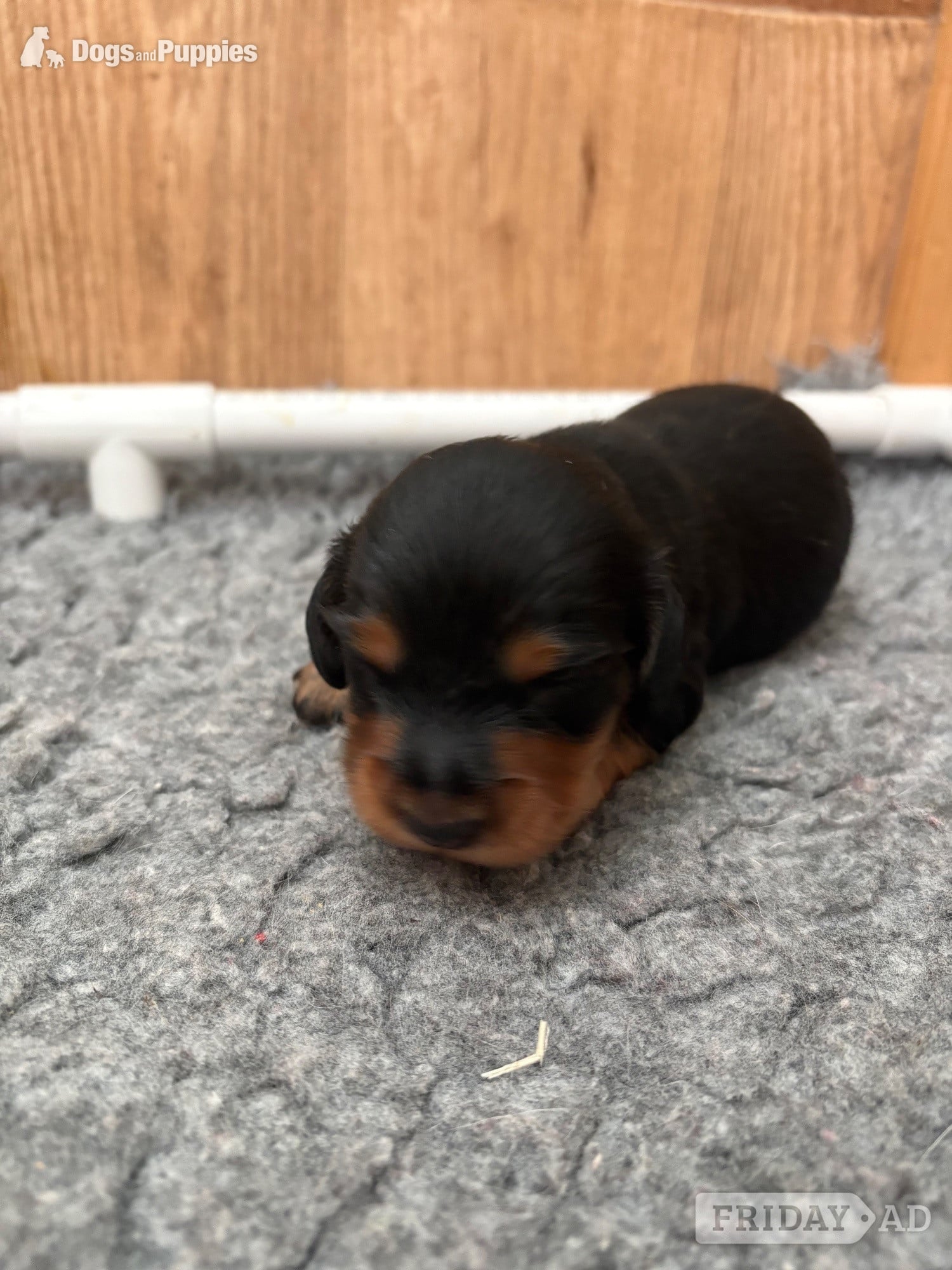 Stunning Miniature Silky Wire Haired Dachshunds - Dogs & Puppies in Torquay