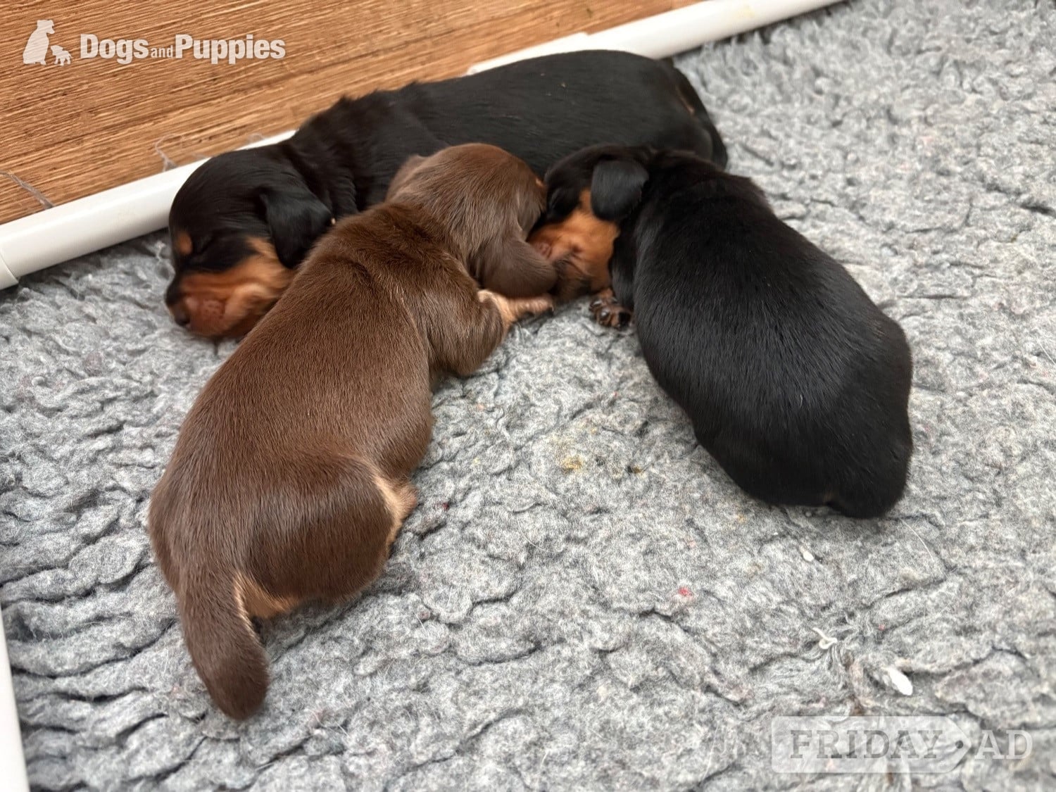 Stunning Miniature Silky Wire Haired Dachshunds - Dogs & Puppies