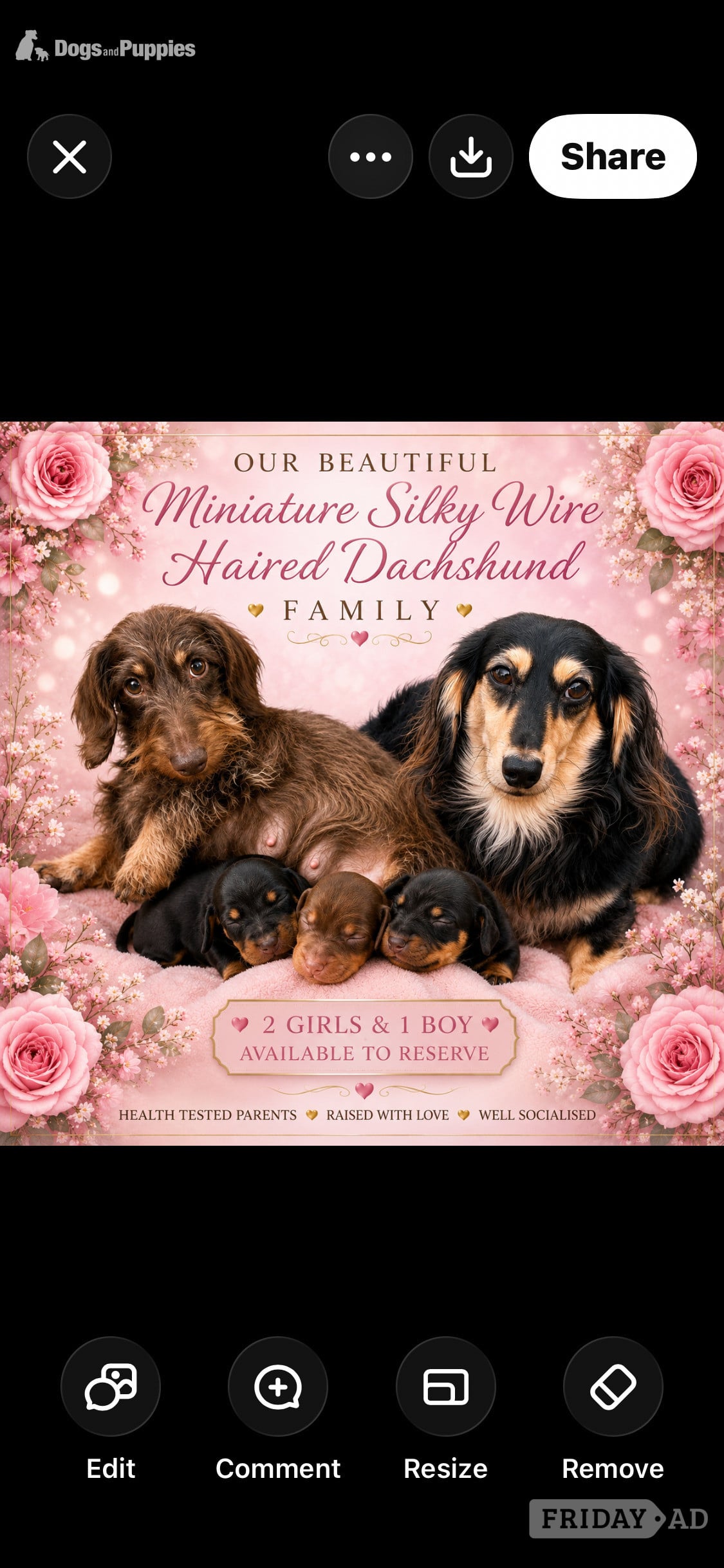 Stunning Miniature Silky Wire Haired Dachshunds x 2 Pups
