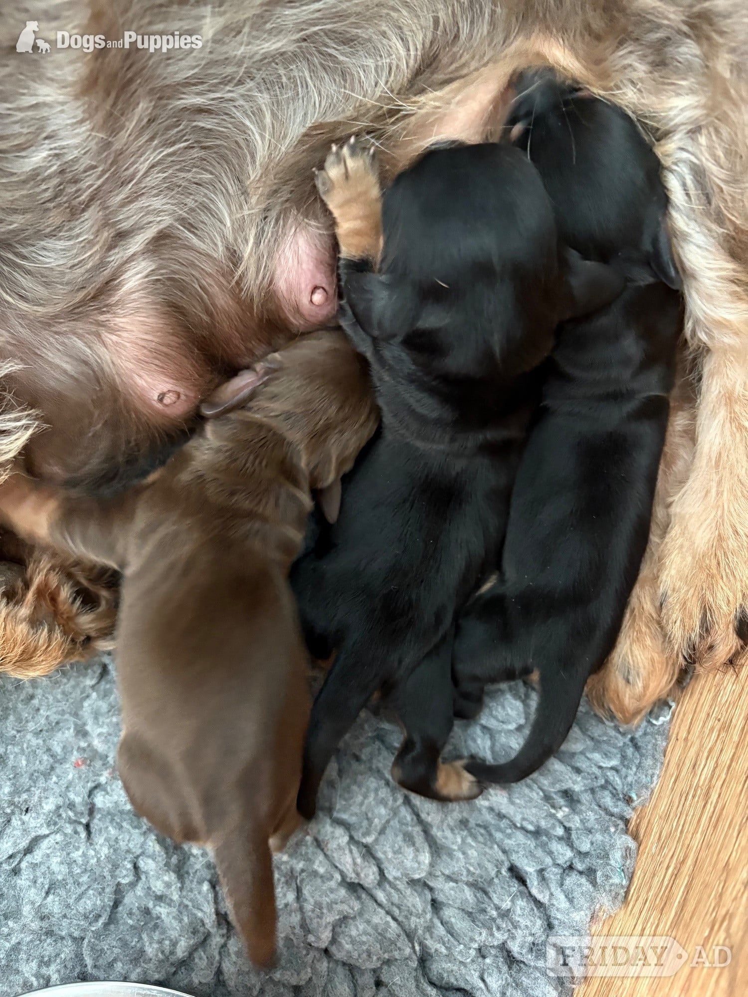 Torquay Stunning Miniature Silky Wire Haired Dachshunds x 2 Pups