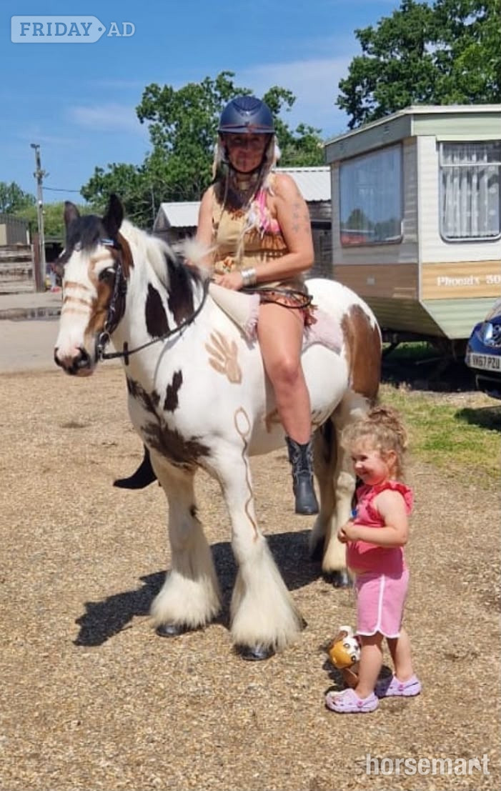 "Rocky " Skewbald Gelding All Rounder in Bowers Gifford