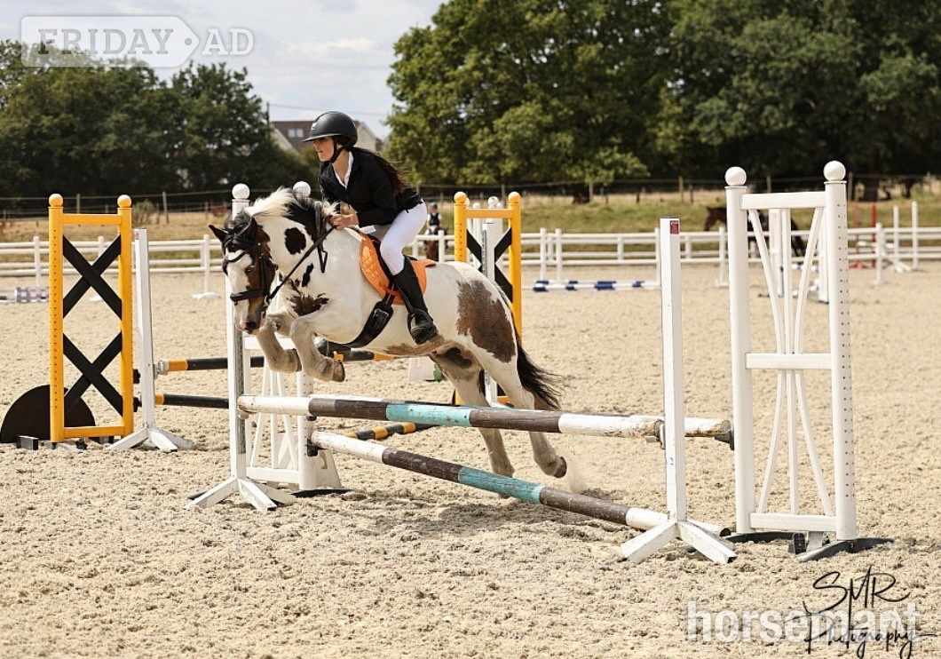 "Rocky " Skewbald Gelding All Rounder