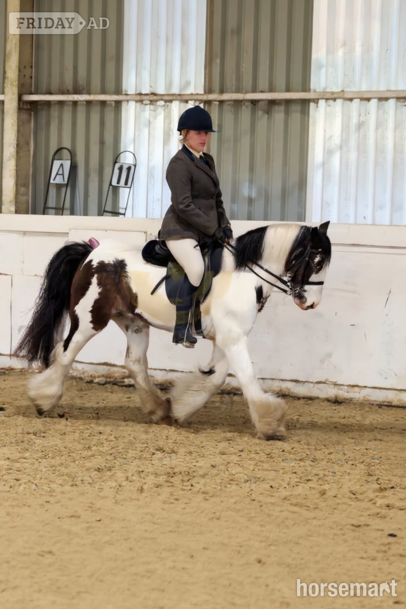 Bowers Gifford "Rocky " Skewbald Gelding All Rounder