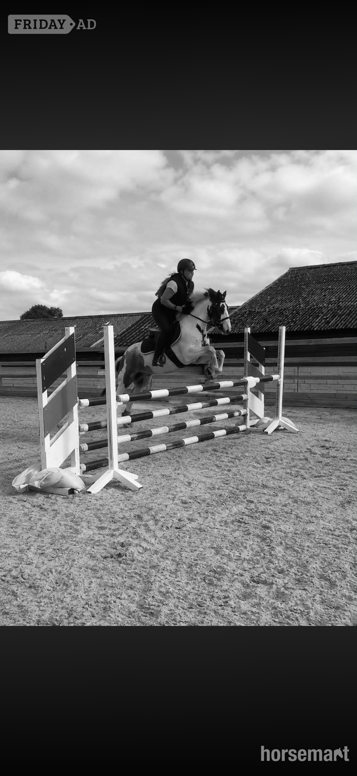 "Rocky " Skewbald Gelding All Rounder - Horses in Bowers Gifford