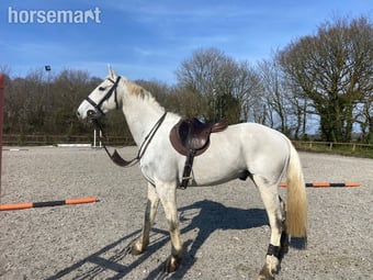 "Jacko" Fleabitten Grey Gelding Eventer