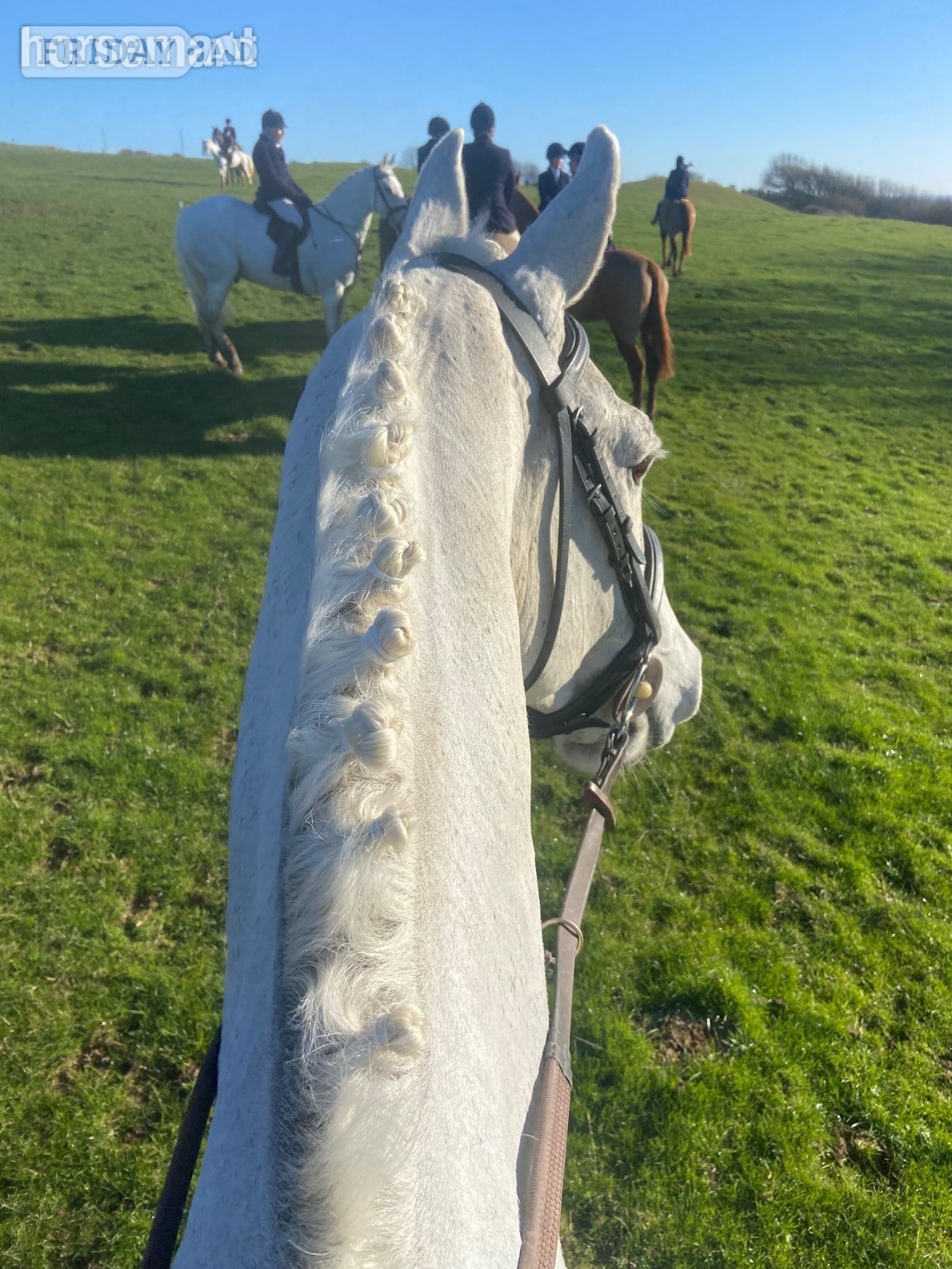 "Jacko" Fleabitten Grey Gelding Eventer