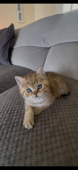 TICA reg Black Golden Kittens