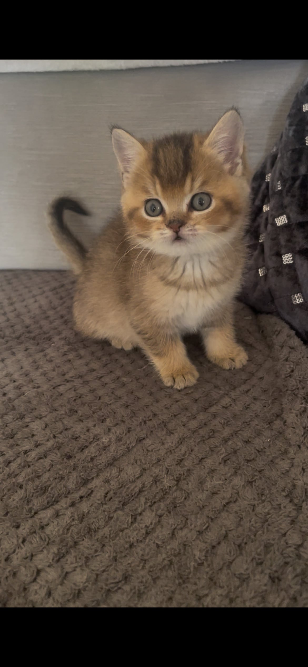 TICA reg Black Golden Kittens