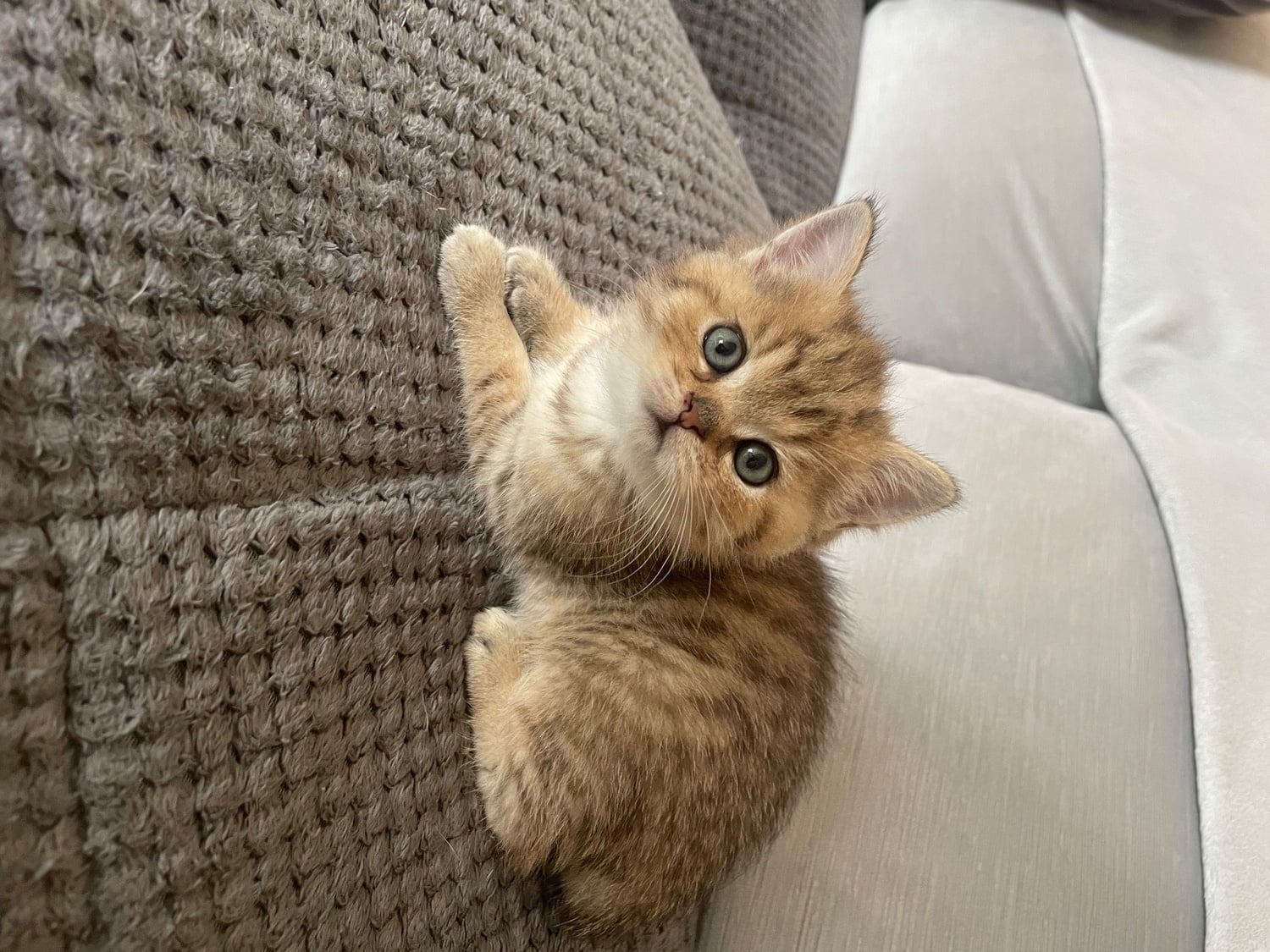 TICA reg Black Golden Kittens - Cats & Kittens in Exeter