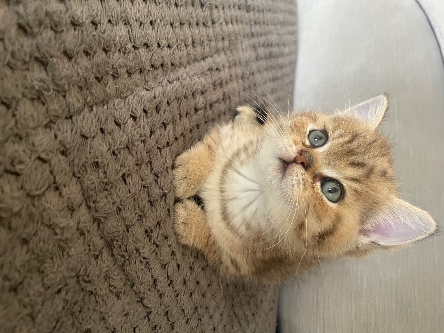 TICA reg Black Golden Kittens - Cats & Kittens